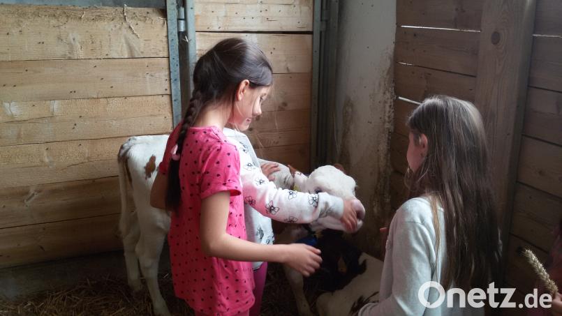Wie süß! Bei einem Ausflug dürfen die Kinder der Pressather Grundschule die Tiere streicheln. nn