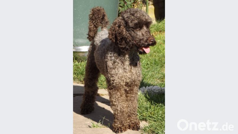 Eine 82-Jährige vermisst ihren Pudel Timmi. Nun sucht die Polizei Baiersbronn mit einem Fahndungsfoto nach dem Tier. Polizeipräsidium Tuttlingen