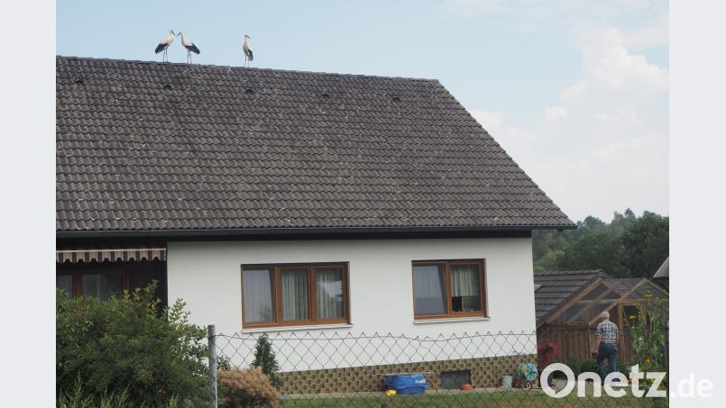 Die drei Jungstörche beobachen vom Hausdach aus die Tätigkeiten der Gartenbesitzer. gz