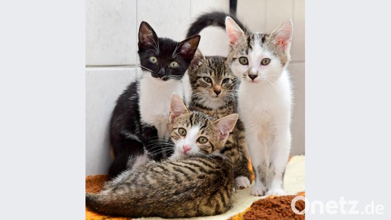 Die Bevölkerung kann jetzt helfen: Aktuell leben außer diesen vier Baby-Katzen noch weitere 26 Jungtiere im Tierheim, das nun händeringend nach Pflegestellen sucht. Bis die Kätzchen groß genug sind, um ohne ihre Mütter ein dauerhaftes Zuhause zu finden. Petra Hartl