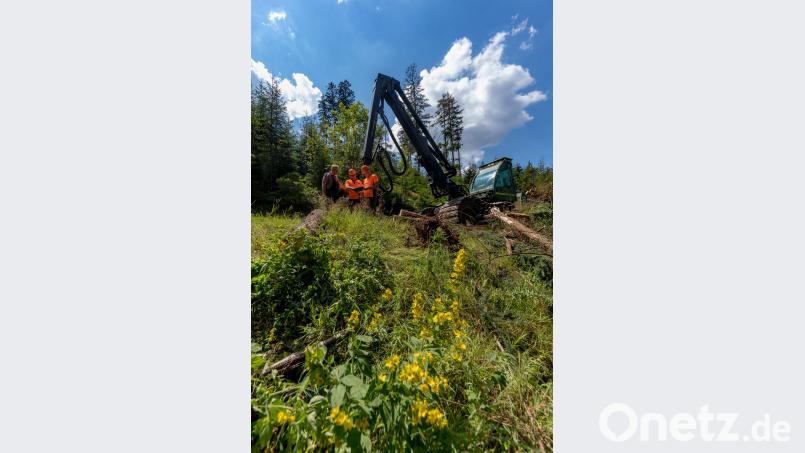 Peter Schöffel, Leiter des Forstreviers Weidenberg, bespricht mit Harvesterfahrer Anton Pscherer und Forstwirtschaftsmeister Josef Scherm vom Forstbetrieb Fichtelberg die Holzernte entlang der Loipe an der Sprungschanze Warmensteinach. Martin Hertel