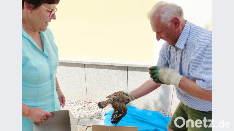 Mesner Reinhard Klöble (rechts) und Gemeindereferentin Roswitha Heining kümmerten sich liebevoll um den Jungvogel, einen Turmfalken. njn