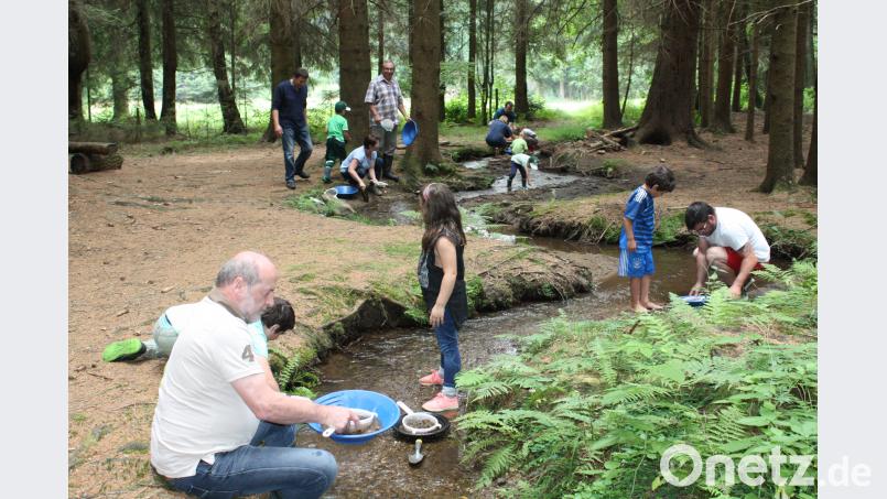 Der Forellenbach in der Langau präsentiert sich als eine herrliche Erlebniswelt für Goldwäscher aller Altersstufen. lg