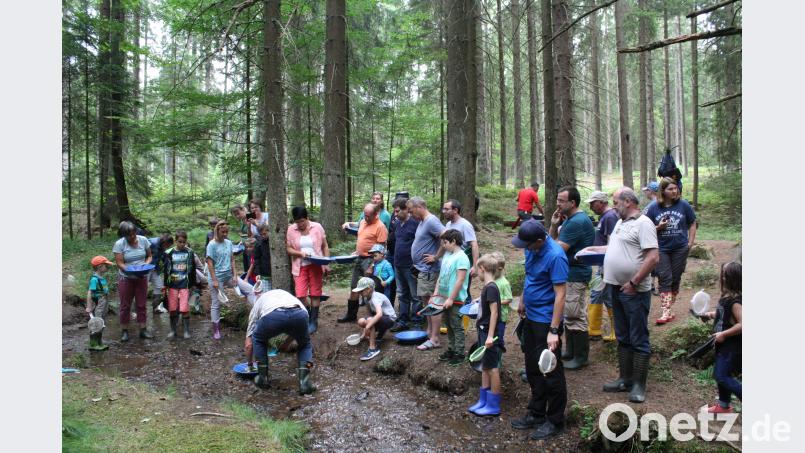 tDer Forellenbach in der Langau präsentiert sich als eine herrliche Erlebniswelt für Goldwäscher aller Altersstufen. lg