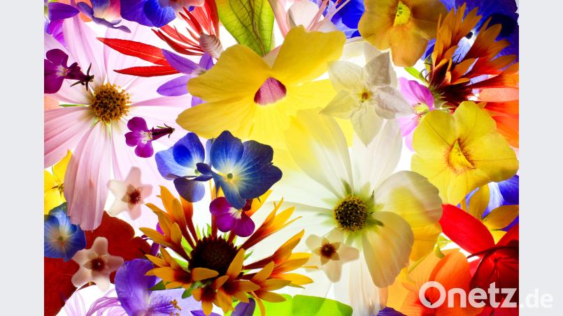 So sieht Anja Gottfried die &quot;Farbenpracht des Sommers&quot; Anja Gottfried/&quot;Blende&quot;