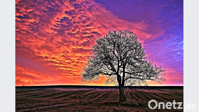 &quot;Allein auf weiter Flur&quot; fand sich Reiner Schlegel mit dem Baum. Reiner Schlegel/&quot;Blende&quot;
