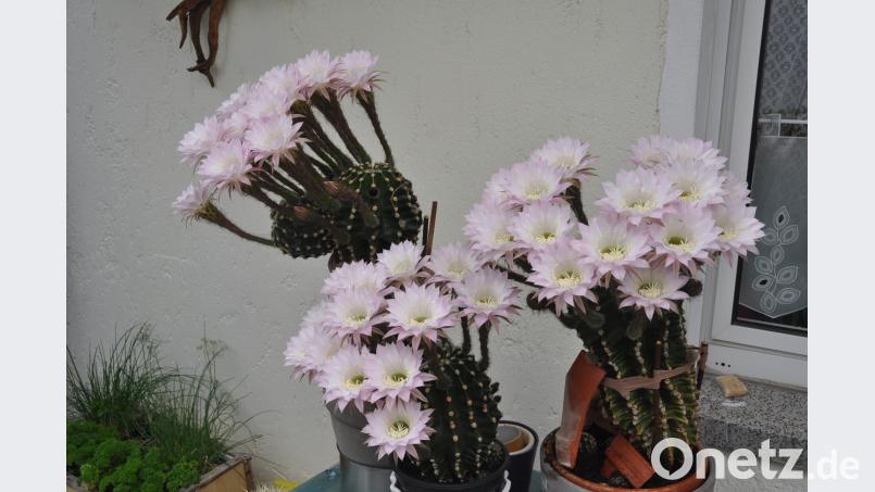 Welche Pracht! 52 Blüten an der "Königin der Nacht" erfreuen das Herz von Heinrich Zelezny, auch wenn die Blüten nur von kurzer Dauer sind. dob