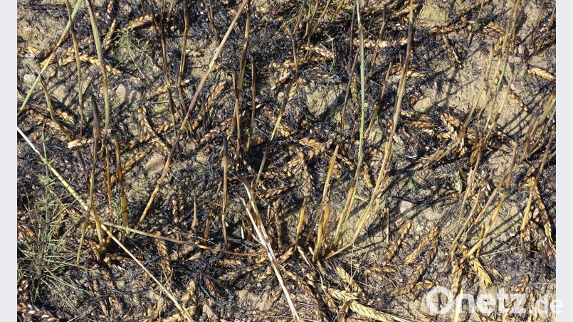 Ein Feld mit fünf Tagwerk reifer Braugerste wurde ein Raub der Flammen. Dobmeier
