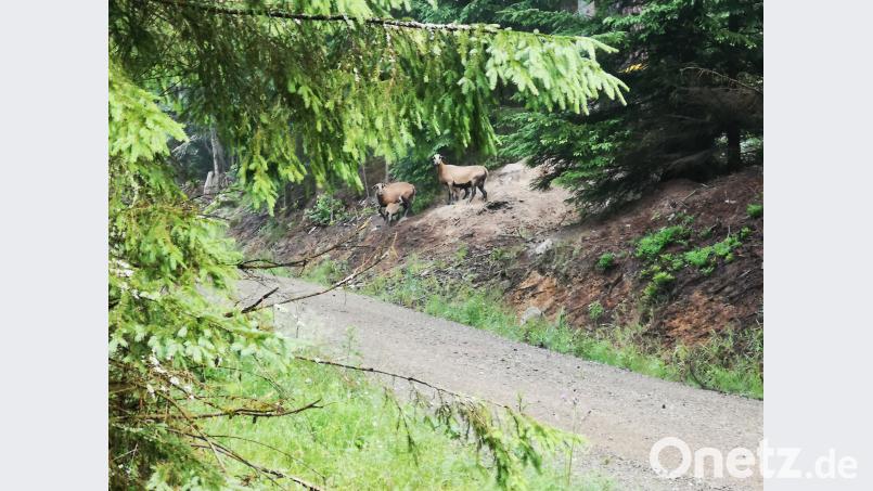 Zwei herrenlose große und zwei kleine Kamerunschafe springen durch den Wald bei Wampenhof (Waldthurn). Das jedenfalls hat ein Leser beobachtet und fotografiert. exb
