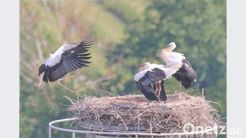 Einer der drei Pleysteiner Jungstörche bei der Landung am Horst. tu