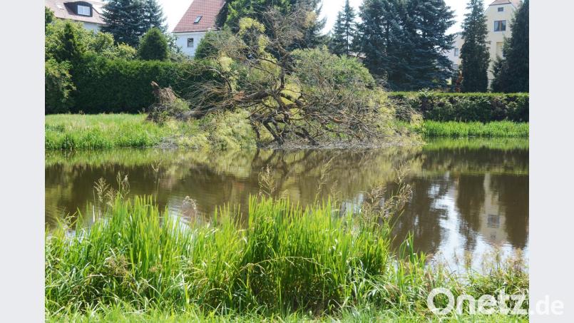 Es mutet fast so an, als wollte die 70 Jahre alte Weide in dieser Hitze baden gehen. Doch laut Unterer Naturschutzbehörde hat wohl der Biber den alten Baum gefällt. Gabi Schönberger