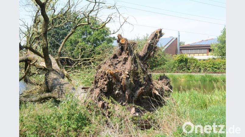 Das Wurzelwerk des alten Baums erscheint mächtig. Gabi Schönberger