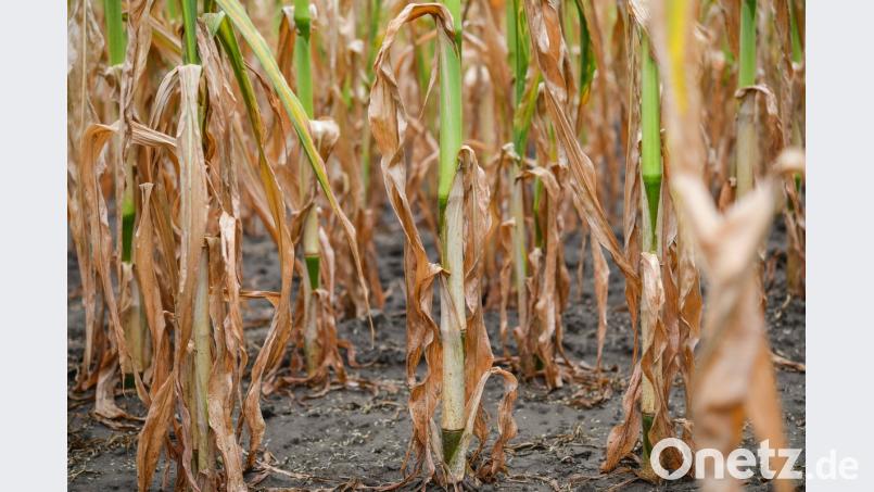 Maispflanzen leiden unter der Dürre. Patrick Pleul/dpa