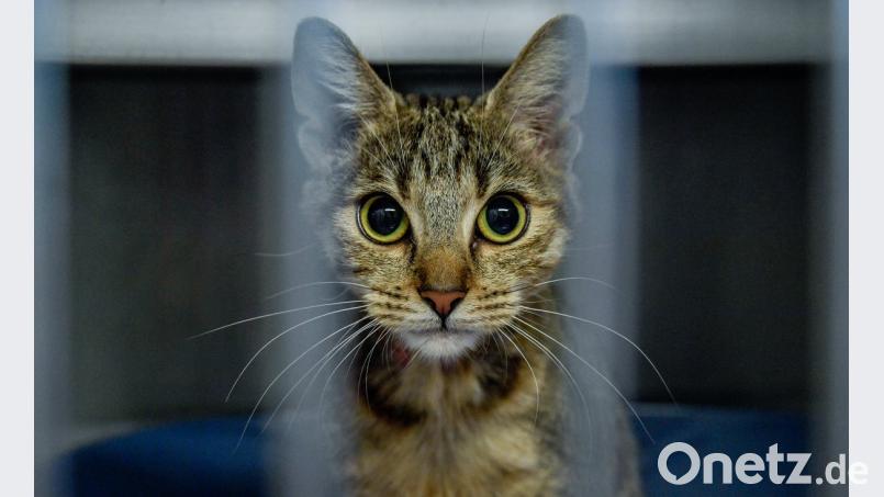 Symbolbild. Axel Heimken/dpa