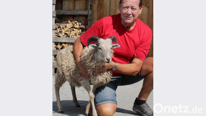 Werner Wendl hat Ernie von Geburt an großgezogen. Mit Flasche und Spaziergängen wurde er zu einem ganz lieben Schafbock. wsb