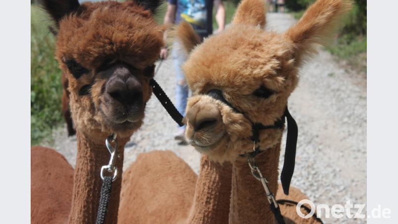 Kuschelnd trotzen sie der Hitze: Die beiden Alpakas Dorie und Ohlala. olr