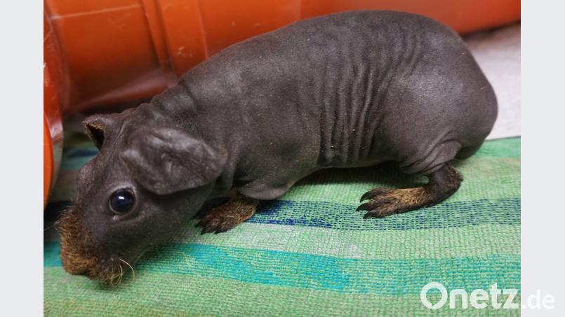Ein aus einem illegalen Tiertransport gerettetes Nacktmeerschweinchen im Tierheim von Hersbruck. Martina Höng/Tierschutzverein Hersbruck/dpa