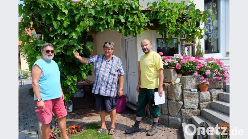 Auch die vor einigen Jahren von der Patengemeinde Algund gespendeten Weinstöcke gedeihen in den Etzenrichter Gärten hervorragend. Siedlerchef Gerhard Zwack (links), Bürgermeister Martin Schregelmann und Gärtnermeister Hermann Zierer (rechts) sind von den vielen Trauben beeindruckt. wlr