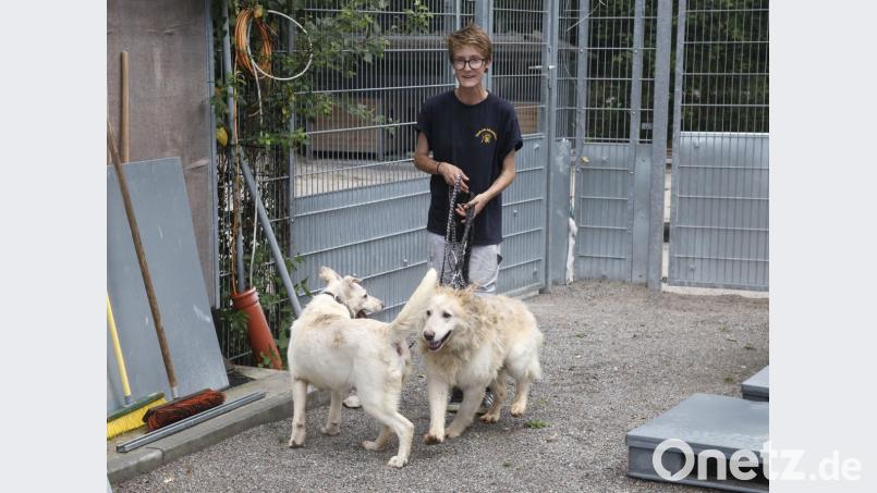 Tierpflegerin Sophie Peters kümmert sich um den weiblichen Labrador-Mischling (links) und den männlichen weißen Schäferhunde-Mischling (rechts), brachte sie heute zum Tierarzt und wird sie wohl wegen des Ungezieferbefalls scheren müssen. Die Hunde befinden sich in der Quarantäne-Station des Tierheimes in Schwandorf. Hirsch