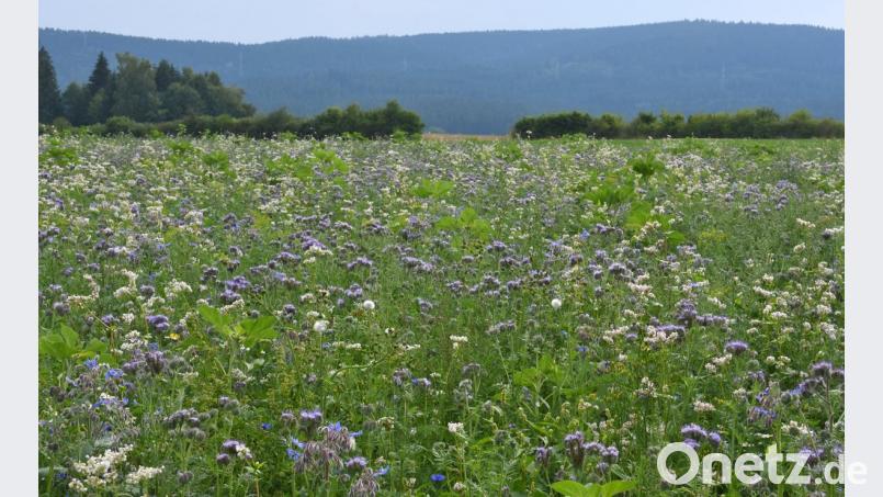 Mit speziellen Blütenmischungen schafft der Brander Werner Brunner auf seinem Acker eine Buntbrache, die Insekten auf Jahre einen Lebensraum bieten soll. exb