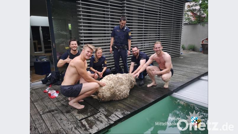 Die Retter und das Schaf. Screenshot: Twitter/Polizei Mittelfranken