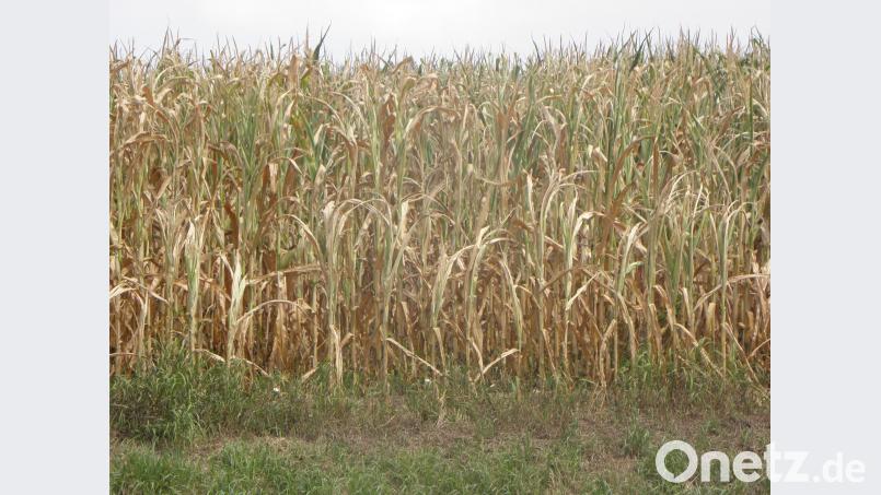 Eigentlich sollte der Mais jetzt sattgrün da stehen und einen grünen Schutzwall bilden. Stattdessen sieht er bemitleidenswert aus. ihl