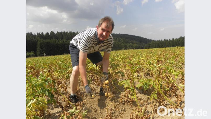Josef Irlbacher schaut auf seinem Kartoffelfeld nach. Wenig und viel zu kleine Knollen stecken im heißen und staubtrockenen Boden. ihl