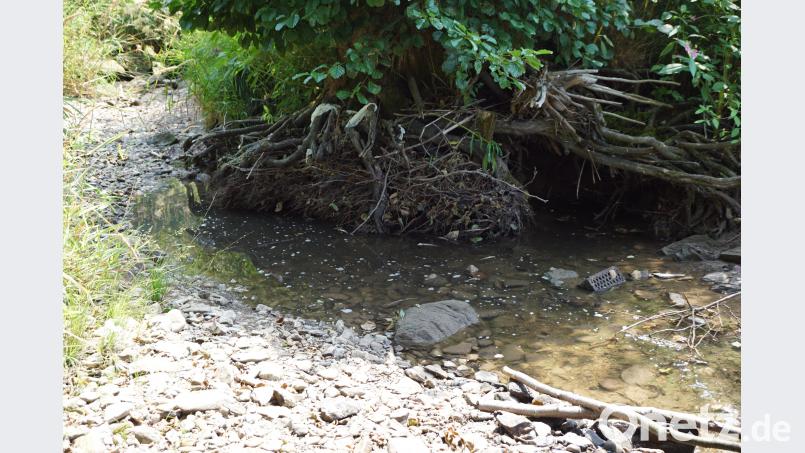 Der letzte Tümpel, kurz oberhalb des „Schafstegs“. Dort versickert das Wasser in den kiesigen Untergrund. Bei Berndorf tritt es wieder an die Oberfläche. bkr