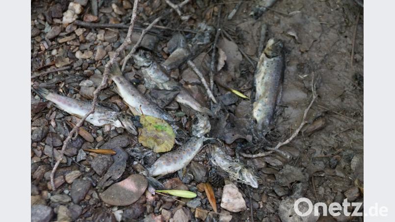 Die Forellen verwesen bereits, der Gestank ist entsprechend. bkr