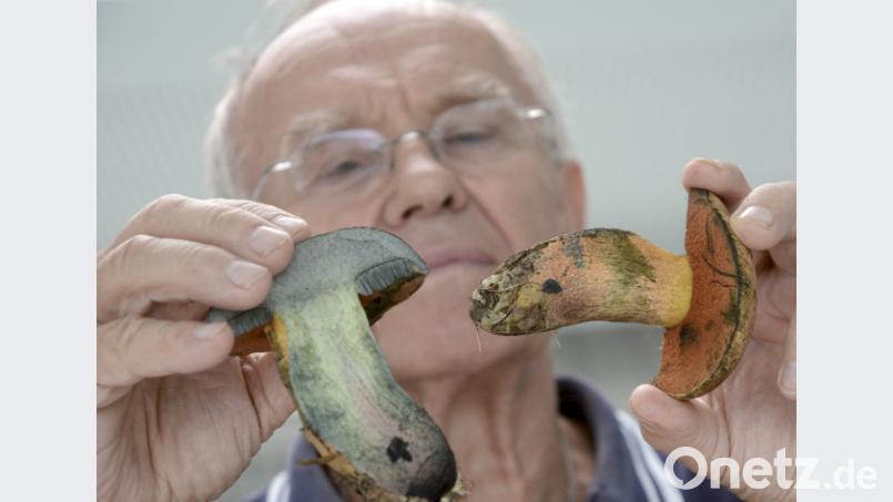 Norbert Griesbacher zeigt Verfärbungen an einem Hexenröhrling. Gabi Schönberger