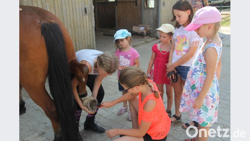 Die Kinder lernten auch, dass die Hufe der Pferde gründlich gereinigt und gepflegt werden müssen. Bilder: frd frd