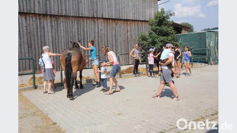 Nach einer Einweisung über den Umgang mit den Pferden stand die Pferdepflege auf dem Programm, die auch für ein paar „Streicheleinheiten“ genutzt wurde. frd