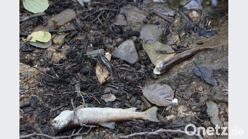 Hunderte von Forellen werden ein Opfer der Trockenheit. Sie zieht auch die Krebse in Mitleidenschaft. Nur wenige sind noch lebend anzutreffen. bkr