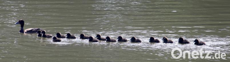 Eine Entenmama schwimmt mit 16 Küken auf dem Speckmannshofer Weiher. Ob die Kleinen wohl alle zu dieser Mama gehören? Wolfgang Steinbacher