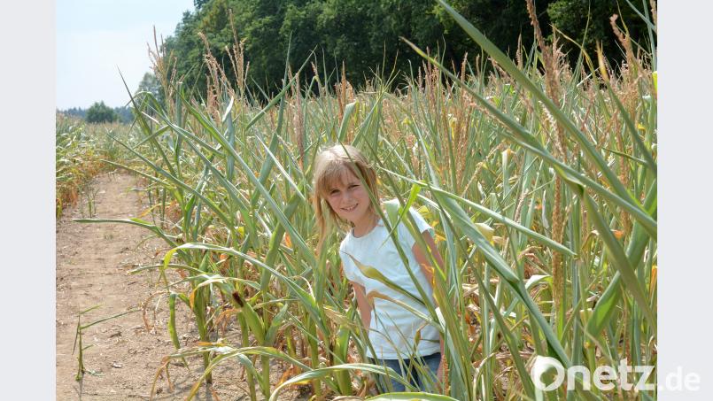 Sophie Hösl (9) ist Stammgast im Maislabyrinth in Altenstadt. Dieses Jahr kann sie es jedoch nicht allzu ausgiebig genießen. Gabi Schönberger