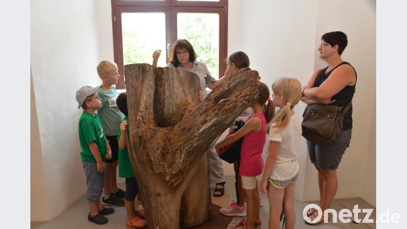 Die Kinder machen sich mit dem OWV und dem Naturparkland Oberpfälzer Wald auf eine Lindenbaum-Spurensuche und begutachten hohle Riesen. dob