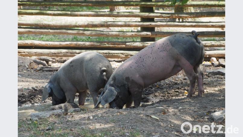 Das sind auf Oberpfälzisch natürlich keine Säue, sondern „Sei“. Harald Mohr