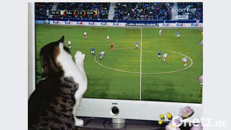 Ein Spiel ganz nach seinem Geschmack: Kater Felix greift mit der Tatze ins Fußballgeschehen ein. Bild: exb