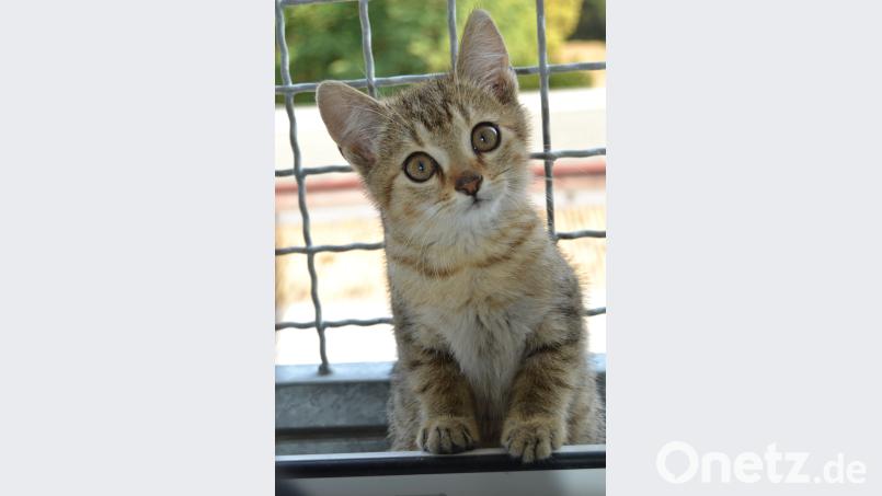 Das kleine Kätzchen "Benny" wurde von der Feuerwehr aus dem Motorraum eines Autos geborgen und wartet nun im Tierheim auf neue Besitzer. hcz