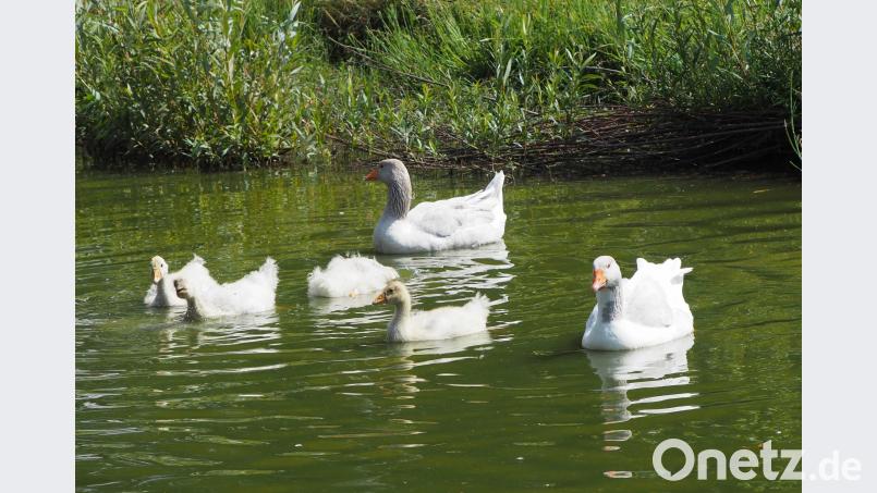 Auf diese Tiere passte früher die „Gänsmoad“ auf. Harald Mohr