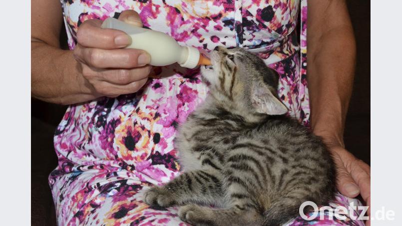 Mit dem Fläschchen müssen viele Kätzchen groß gezogen werden hcz