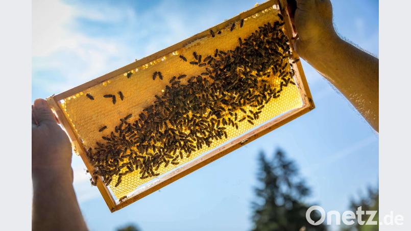 Emsiges Bienengekrabbel auf einem Honigrähmchen exb
