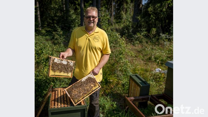 Stefan Traßl, Vorsitzender des Imkervereins Hohes Fichtelgebirge, an seinen Bienenstöcken im Staatswald bei Neuhaus exb