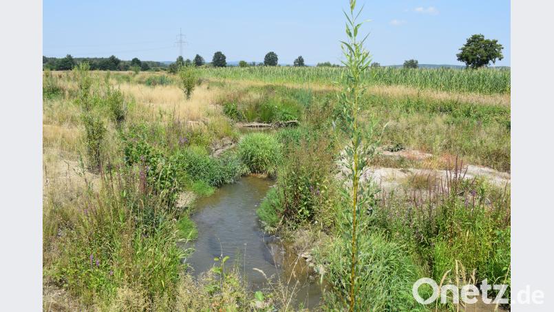 Im renaturierten Teil des Fensterbaches sind schnell eine Vielzahl von Tieren heimisch geworden. bnr