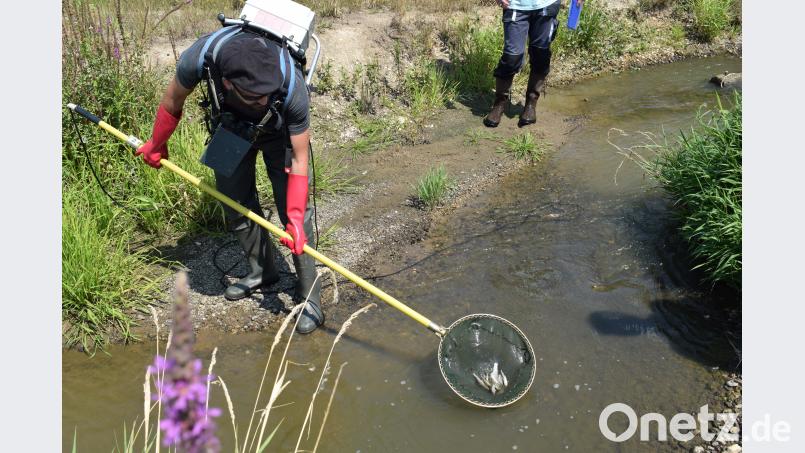 Die Vielfalt der gefangenen Fische überrascht selbst die Experten. bnr