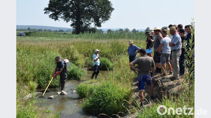 Beim Elektrofischen werden die Mitarbeiter der Bezirksfischereiberatung Oberpfalz von den Teilnehmern des Feldtages des AELF genau beobachtet. bnr