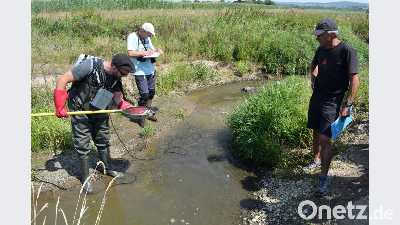 Ein ständiges Monitoring soll das Leben im renaturiertem Fensterbach dokumentieren. Mit dem ersten Ergebnis sind ( von links) Norbert Schwarz, Dr. Thomas Ring und Anton Baumann sehr zufrieden. bnr