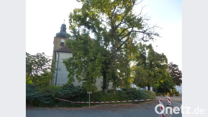 Die Kaltenbrunner Linde bleibt erhalten. Es werden lediglich dürre Äste entfernt bk