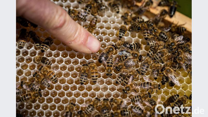 Lohn der Arbeit: Honig in den Bienenwaben exb
