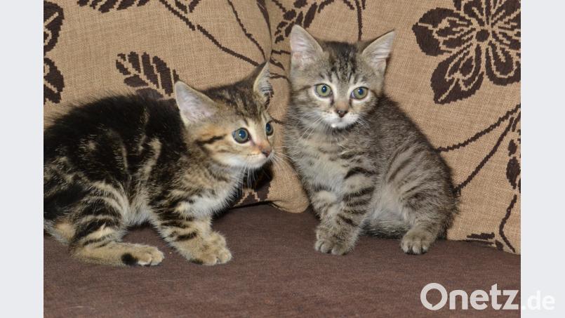 Samuel und Lilo wurden auf der Pflegestation in Matzlesrieth aufgepäppelt. hcz